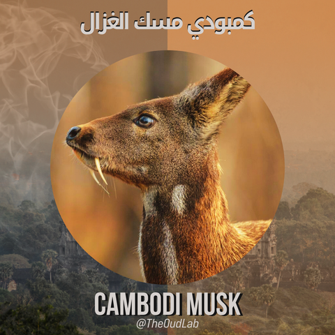 Cambodi Musk - كمبودي بالمسك