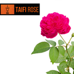 Taifi Rose