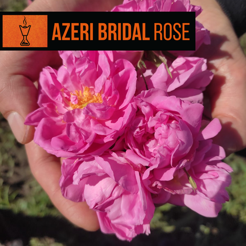 Azeri Bridal Rose